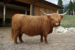 Molly Donnag Sga von Zwergern