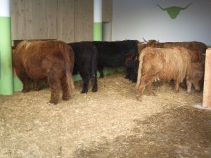 Allevamento e vendita di vacche scozzesi Highland dal Catinaccio
