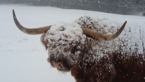 Wintereinbruch - Endlich der erste Schnee