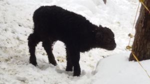 Das erste Kalb 2018 ist geboren!!!