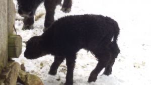 Das erste Kalb 2018 ist geboren!!!