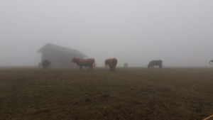 Vacche Scozzesi nella nebbia