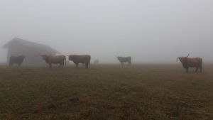 Hochlandrinder im Nebel