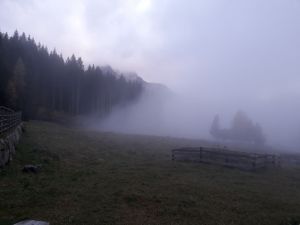 Hochlandrinder im Nebel