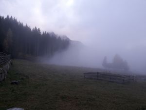 Vacche Scozzesi nella nebbia