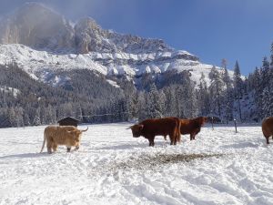 Prima neve di quest'annoe per ciò la prima volta fieno Prima neve di quest'annoe per ciò la prima volta fieno