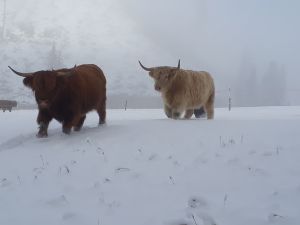 Prima neve di quest'annoe per ciò la prima volta fieno Prima neve di quest'annoe per ciò la prima volta fieno