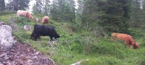Pride vom Heiser Moor und die Herde