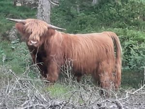 Pride vom Heiser Moor und die Herde