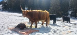 Mara vom Rosengatren Mara vom Rosengatren