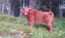 Immagini mucche Scozzesi dal Catinaccio in Alto Adige  Hochlandrinderzucht Südtirol Schottische Hochlandrinder vom Rosengarten | Plank Dieter 