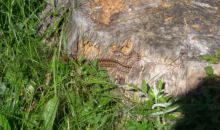 Immagini mucche Scozzesi dal Catinaccio in Alto Adige  Hochlandrinderzucht Südtirol Schottische Hochlandrinder vom Rosengarten | Plank Dieter 