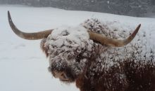 Immagini mucche Scozzesi dal Catinaccio in Alto Adige  Hochlandrinderzucht Südtirol Schottische Hochlandrinder vom Rosengarten | Plank Dieter 