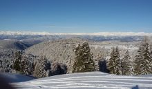 Immagini mucche Scozzesi dal Catinaccio in Alto Adige  Hochlandrinderzucht Südtirol Schottische Hochlandrinder vom Rosengarten | Plank Dieter 