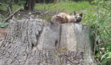 Immagini mucche Scozzesi dal Catinaccio in Alto Adige  Hochlandrinderzucht Südtirol Schottische Hochlandrinder vom Rosengarten | Plank Dieter 