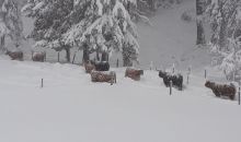 Immagini mucche Scozzesi dal Catinaccio in Alto Adige  Hochlandrinderzucht Südtirol Schottische Hochlandrinder vom Rosengarten | Plank Dieter 