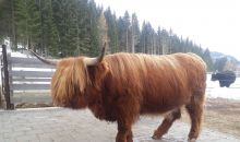 Immagini mucche Scozzesi dal Catinaccio in Alto Adige  Hochlandrinderzucht Südtirol Schottische Hochlandrinder vom Rosengarten | Plank Dieter 