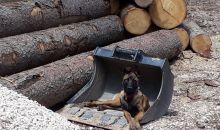 Immagini mucche Scozzesi dal Catinaccio in Alto Adige  Hochlandrinderzucht Südtirol Schottische Hochlandrinder vom Rosengarten | Plank Dieter 