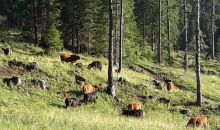 Immagini mucche Scozzesi dal Catinaccio in Alto Adige  Hochlandrinderzucht Südtirol Schottische Hochlandrinder vom Rosengarten | Plank Dieter 