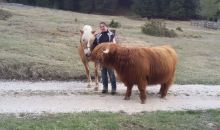 Immagini mucche Scozzesi dal Catinaccio in Alto Adige  Hochlandrinderzucht Südtirol Schottische Hochlandrinder vom Rosengarten | Plank Dieter 