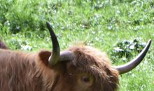 Immagini mucche Scozzesi dal Catinaccio in Alto Adige  Hochlandrinderzucht Südtirol Schottische Hochlandrinder vom Rosengarten | Plank Dieter 