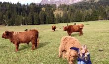 Immagini mucche Scozzesi dal Catinaccio in Alto Adige  Hochlandrinderzucht Südtirol Schottische Hochlandrinder vom Rosengarten | Plank Dieter 