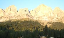 Immagini mucche Scozzesi dal Catinaccio in Alto Adige  Hochlandrinderzucht Südtirol Schottische Hochlandrinder vom Rosengarten | Plank Dieter 