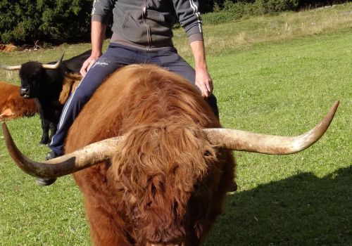 Immagini mucche Scozzesi dal Catinaccio in Alto Adige  Hochlandrinderzucht Südtirol Schottische Hochlandrinder vom Rosengarten | Plank Dieter 