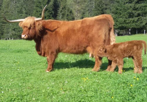 Immagini mucche Scozzesi dal Catinaccio in Alto Adige  Hochlandrinderzucht Südtirol Schottische Hochlandrinder vom Rosengarten | Plank Dieter 