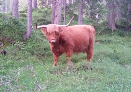 Immagini mucche Scozzesi dal Catinaccio in Alto Adige  Hochlandrinderzucht Südtirol Schottische Hochlandrinder vom Rosengarten | Plank Dieter 