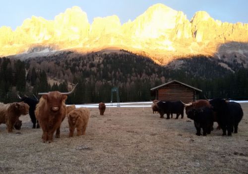 Bildergalerie Hochlandrinderzucht vom Rosengarten - Südtirol Hochlandrinderzucht Südtirol Schottische Hochlandrinder vom Rosengarten | Plank Dieter 