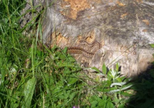 Immagini mucche Scozzesi dal Catinaccio in Alto Adige  Hochlandrinderzucht Südtirol Schottische Hochlandrinder vom Rosengarten | Plank Dieter 