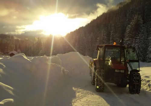 Immagini mucche Scozzesi dal Catinaccio in Alto Adige  Hochlandrinderzucht Südtirol Schottische Hochlandrinder vom Rosengarten | Plank Dieter 