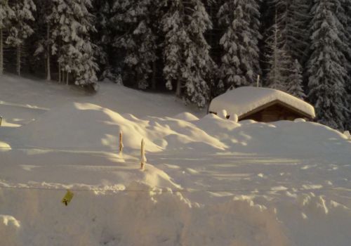 Immagini mucche Scozzesi dal Catinaccio in Alto Adige  Hochlandrinderzucht Südtirol Schottische Hochlandrinder vom Rosengarten | Plank Dieter 
