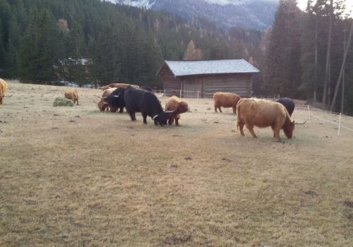 Immagini mucche Scozzesi dal Catinaccio in Alto Adige  Hochlandrinderzucht Südtirol Schottische Hochlandrinder vom Rosengarten | Plank Dieter 