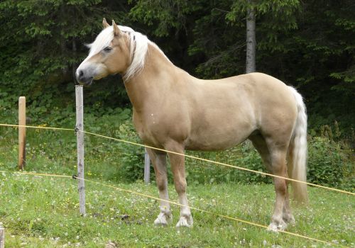 Immagini mucche Scozzesi dal Catinaccio in Alto Adige  Hochlandrinderzucht Südtirol Schottische Hochlandrinder vom Rosengarten | Plank Dieter 