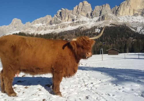 Bildergalerie Hochlandrinderzucht vom Rosengarten - Südtirol Hochlandrinderzucht Südtirol Schottische Hochlandrinder vom Rosengarten | Plank Dieter 
