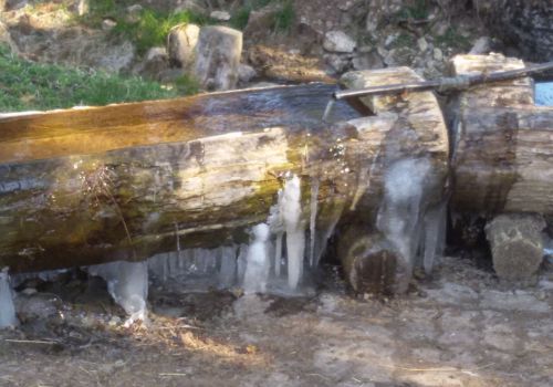 Immagini mucche Scozzesi dal Catinaccio in Alto Adige  Hochlandrinderzucht Südtirol Schottische Hochlandrinder vom Rosengarten | Plank Dieter 