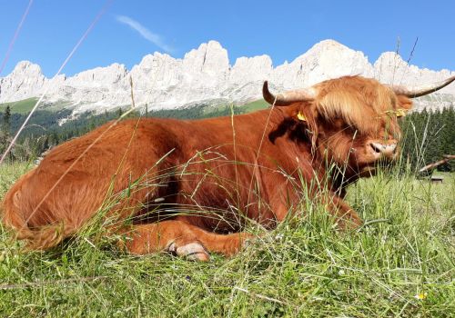 Immagini mucche Scozzesi dal Catinaccio in Alto Adige  Hochlandrinderzucht Südtirol Schottische Hochlandrinder vom Rosengarten | Plank Dieter 