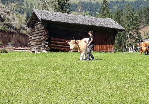 Bildergalerie Hochlandrinderzucht vom Rosengarten - Südtirol Hochlandrinderzucht Südtirol Schottische Hochlandrinder vom Rosengarten | Plank Dieter 