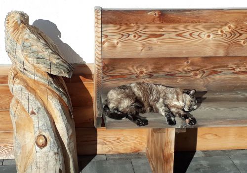 Bildergalerie Hochlandrinderzucht vom Rosengarten - Südtirol Hochlandrinderzucht Südtirol Schottische Hochlandrinder vom Rosengarten | Plank Dieter 
