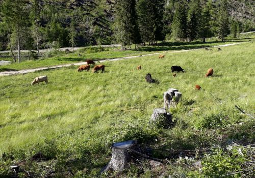 Bildergalerie Hochlandrinderzucht vom Rosengarten - Südtirol Hochlandrinderzucht Südtirol Schottische Hochlandrinder vom Rosengarten | Plank Dieter 