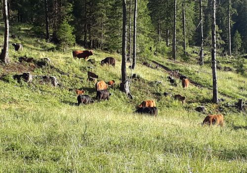 Bildergalerie Hochlandrinderzucht vom Rosengarten - Südtirol Hochlandrinderzucht Südtirol Schottische Hochlandrinder vom Rosengarten | Plank Dieter 