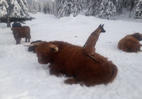 Immagini mucche Scozzesi dal Catinaccio in Alto Adige  Hochlandrinderzucht Südtirol Schottische Hochlandrinder vom Rosengarten | Plank Dieter 