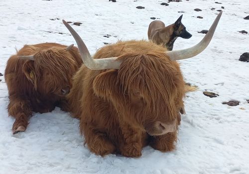 Immagini mucche Scozzesi dal Catinaccio in Alto Adige  Hochlandrinderzucht Südtirol Schottische Hochlandrinder vom Rosengarten | Plank Dieter 