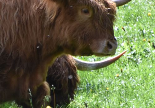 Immagini mucche Scozzesi dal Catinaccio in Alto Adige  Hochlandrinderzucht Südtirol Schottische Hochlandrinder vom Rosengarten | Plank Dieter 