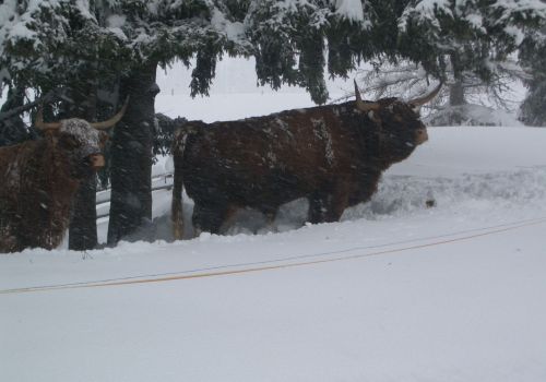 Immagini mucche Scozzesi dal Catinaccio in Alto Adige  Hochlandrinderzucht Südtirol Schottische Hochlandrinder vom Rosengarten | Plank Dieter 