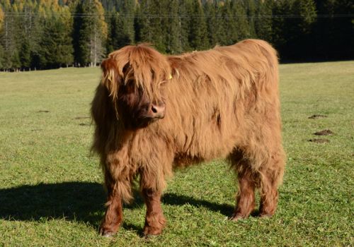 Immagini mucche Scozzesi dal Catinaccio in Alto Adige  Hochlandrinderzucht Südtirol Schottische Hochlandrinder vom Rosengarten | Plank Dieter 