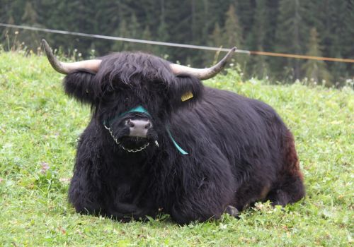 Immagini mucche Scozzesi dal Catinaccio in Alto Adige  Hochlandrinderzucht Südtirol Schottische Hochlandrinder vom Rosengarten | Plank Dieter 